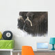 A pair of captive muskox cows stand Wall Mural