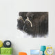 A pair of captive muskox cows stand Wall Mural