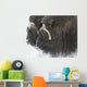 A pair of captive muskox cows stand Wall Mural