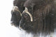 A pair of captive muskox cows stand Wall Mural
