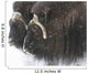 A pair of captive muskox cows stand Wall Mural