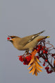 Bohemian Waxwing perches to eat Wall Mural