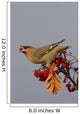 Bohemian Waxwing perches to eat Wall Mural