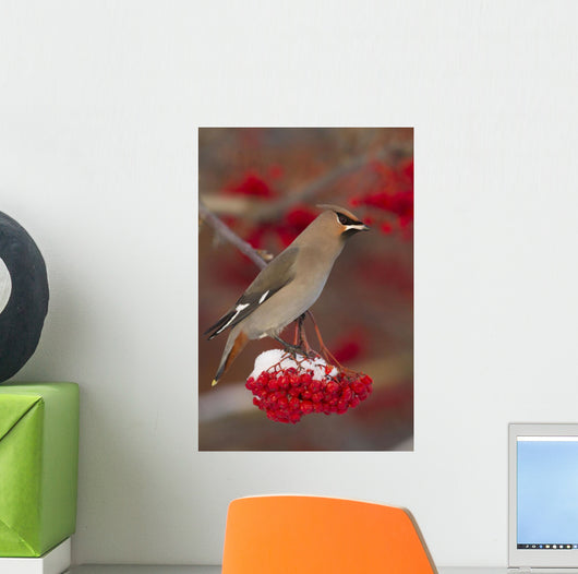 Bohemian Waxwing perches to eat Wall Mural