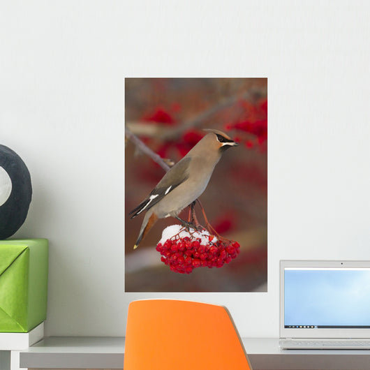 Bohemian Waxwing perches to eat Wall Mural