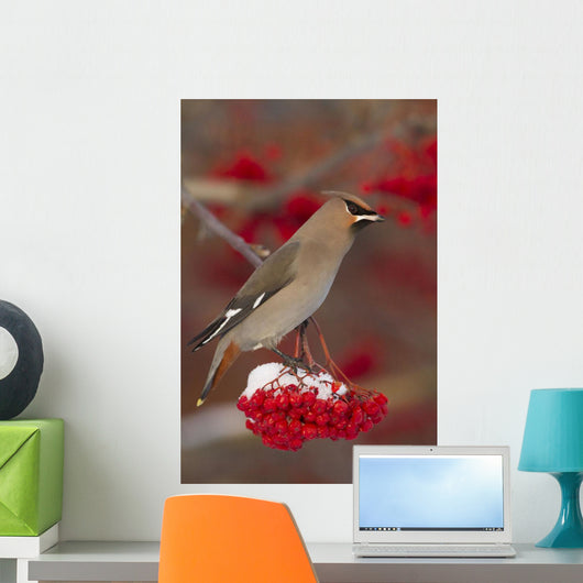 Bohemian Waxwing perches to eat Wall Mural