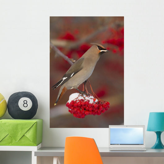 Bohemian Waxwing perches to eat Wall Mural