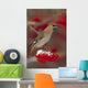 Bohemian Waxwing perches to eat Wall Mural