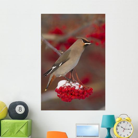 Bohemian Waxwing perches to eat Wall Mural