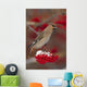 Bohemian Waxwing perches to eat Wall Mural