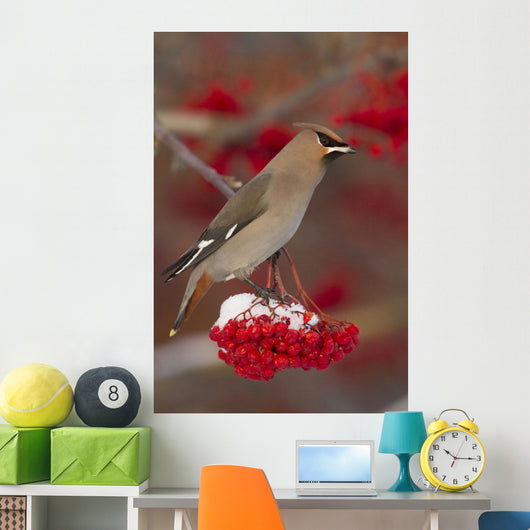 Bohemian Waxwing perches to eat Wall Mural