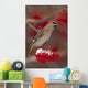 Bohemian Waxwing perches to eat Wall Mural