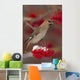 Bohemian Waxwing perches to eat Wall Mural
