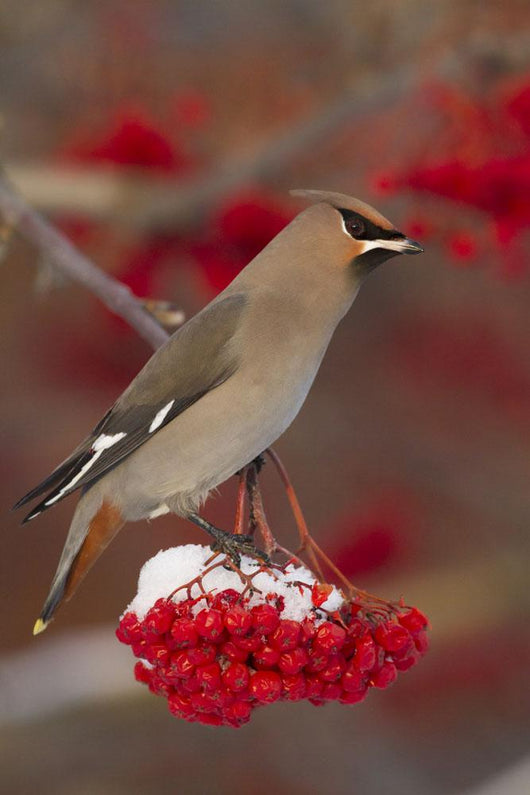 Bohemian Waxwing perches to eat Wall Mural