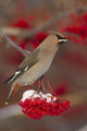 Bohemian Waxwing perches to eat Wall Mural