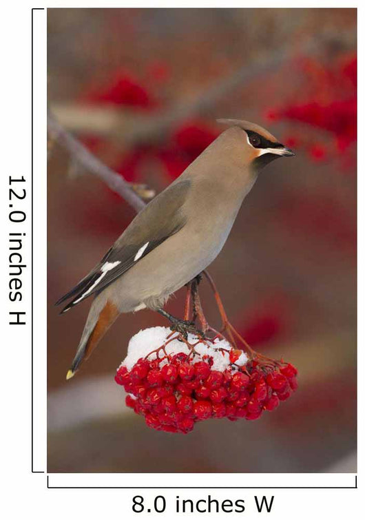 Bohemian Waxwing perches to eat Wall Mural