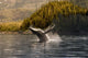 Breaching Humpback whale in Prince William Sound Wall Mural