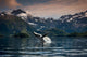 COMPOSITE Breaching Humpback whale in Prince William Sound Wall Mural