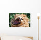 Angry Roaring Lion Wall Mural