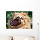 Angry Roaring Lion Wall Mural