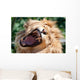 Angry Roaring Lion Wall Mural