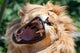 Angry Roaring Lion Wall Mural