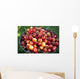 A bucket of ripe Ranier Cherries are freshly picked in the Okanagan Wall Mural
