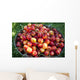 A bucket of ripe Ranier Cherries are freshly picked in the Okanagan Wall Mural