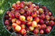 A bucket of ripe Ranier Cherries are freshly picked in the Okanagan Wall Mural