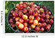 A bucket of ripe Ranier Cherries are freshly picked in the Okanagan Wall Mural