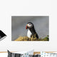 Atlantic Puffin at Ile aux Perroquets Wall Mural