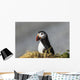 Atlantic Puffin at Ile aux Perroquets Wall Mural