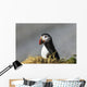 Atlantic Puffin at Ile aux Perroquets Wall Mural