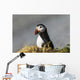 Atlantic Puffin at Ile aux Perroquets Wall Mural