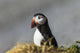 Atlantic Puffin at Ile aux Perroquets Wall Mural