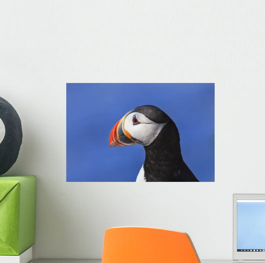Close up of Atlantic Puffin at Ile aux Perroquets Wall Mural