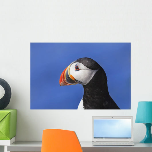 Close up of Atlantic Puffin at Ile aux Perroquets Wall Mural