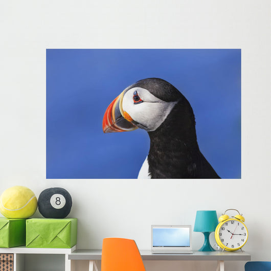 Close up of Atlantic Puffin at Ile aux Perroquets Wall Mural