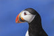 Close up of Atlantic Puffin at Ile aux Perroquets Wall Mural