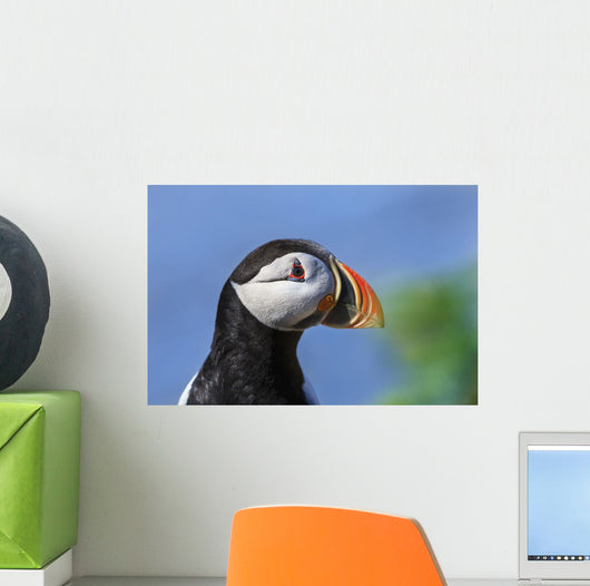 Close up of Atlantic Puffin at Ile aux Perroquets Wall Mural
