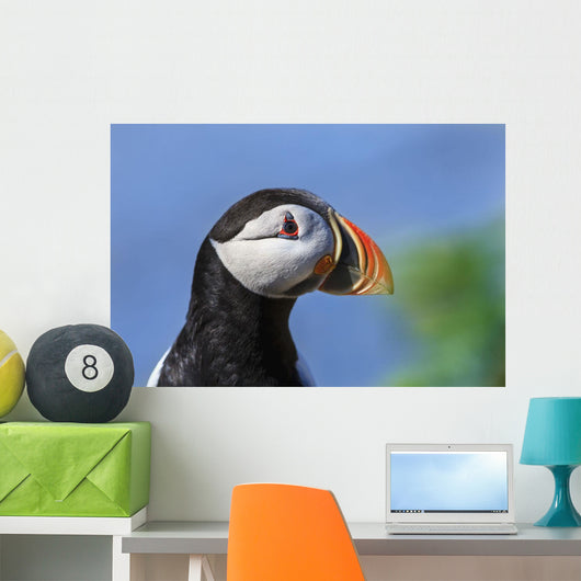 Close up of Atlantic Puffin at Ile aux Perroquets Wall Mural