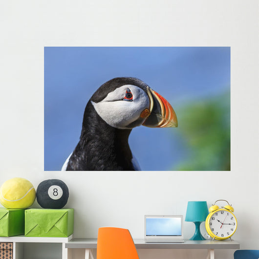 Close up of Atlantic Puffin at Ile aux Perroquets Wall Mural