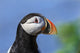 Close up of Atlantic Puffin at Ile aux Perroquets Wall Mural