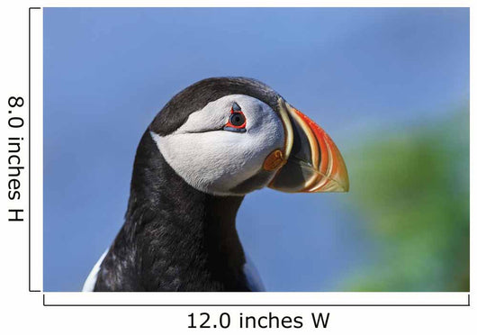 Close up of Atlantic Puffin at Ile aux Perroquets Wall Mural