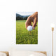 Golfer sets up a ball on the tee of a golf course on a summer evening Wall Mural