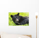 A black bear rolls around in the lush green grass Wall Mural