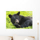 A black bear rolls around in the lush green grass Wall Mural