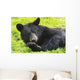 A black bear rolls around in the lush green grass Wall Mural