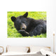 A black bear rolls around in the lush green grass Wall Mural