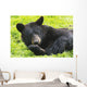 A black bear rolls around in the lush green grass Wall Mural
